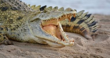 Pantofii din piele de crocodil