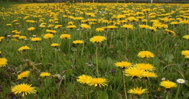 Stire din Sănătate : Păpădia, un excelent detoxifiant natural