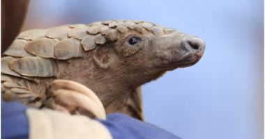 Stire din Actualitate : O nouă specie de pangolin, cea mai veche din Europa, descoperită în România. A fost botezată ”Smutsia olteniensis”