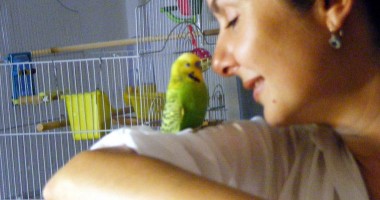 Stire din Cetățenești : Papagalul și-a pierdut penajul. Ce-i de făcut?