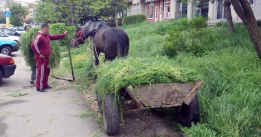 La trap pe bulevardele Constanței. Căruțașii fac slalom printre mașini, polițiștii îi "gâdilă" cu amenzi - 3