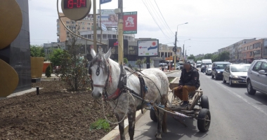 La trap pe bulevardele Constanței. Căruțașii fac slalom printre mașini, polițiștii îi "gâdilă" cu amenzi - 4