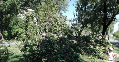 UPDATE / LA UN PAS DE TRAGEDIE, ÎN "PARCUL VIITORULUI". UN COPAC A CĂZUT PESTE DOI COPII! - 3
