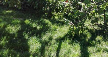 UPDATE / LA UN PAS DE TRAGEDIE, ÎN "PARCUL VIITORULUI". UN COPAC A CĂZUT PESTE DOI COPII! - 2