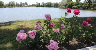 Imagini DE VIS din Parcul Tineretului. Din păcate, nu sunt din Constanța… - 8