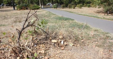 Stire din Social : Bălării și distrugere în Parcul Tăbăcăriei