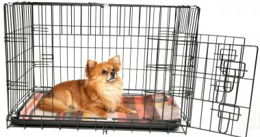 Stire din Economie : Parlamentarii europeni vor combaterea comerțului ilegal de animale de companie