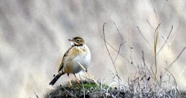 Stire din Social : Pasăre rară, siberiană, observată la Techirghiol
