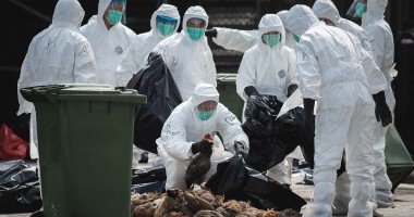 Stire din Actualitate : Japonia: Peste 100.000 păsări, sacrificate după o alertă de gripă aviară