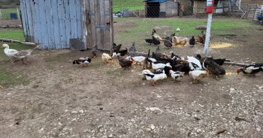 Viaţa la ţară, prin ochi de admirator. Lipniţa, comuna unde Dunărea "sărută" pământul - 8