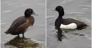 Stire din Social : Păsări extrem de rare, venite tocmai din Scandinavia sau Siberia, au fost observate la noi în țară