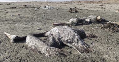 Aproape 22.000 de păsări marine, găsite moarte în Peru din cauza gripei aviare