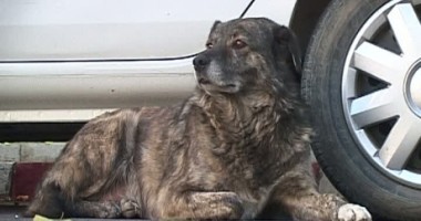 Năvodari: Zeci de câini au fost otrăviți cu pastile toxice - 2