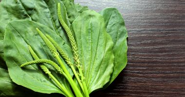 Stire din Sănătate : Pătlagina îmbunătățeşte digestia şi reduce inflamația