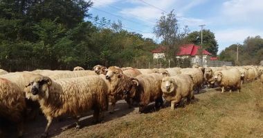 Stire din Economie : Transhumanţa carpatică, ar putea fi înscrisă în Patrimoniul UNESCO