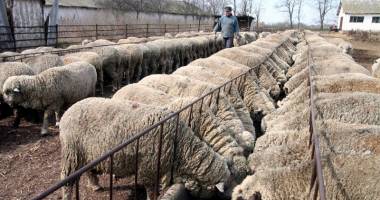 Stire din Eveniment : Patron iordanian ce făcea afaceri cu ovine, anchetat de Poliția Constanța