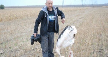 Stire din Eveniment : Pelicani uciși de liniile de înaltă tensiune