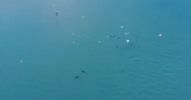 Stire din Social : Spectacol pe litoral! Delfini aproape de mal și pelicani pe Lacul Tăbăcărie