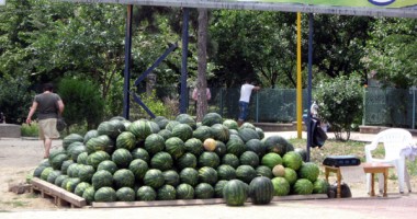 Pepenii de Brăila cresc în bostănăriile Greciei