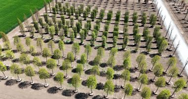 IULIUS a amenajat prima pepinieră dendrologică privată din Dobrogea - 3