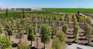 IULIUS a amenajat prima pepinieră dendrologică privată din Dobrogea - 4