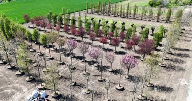 IULIUS a amenajat prima pepinieră dendrologică privată din Dobrogea - 5