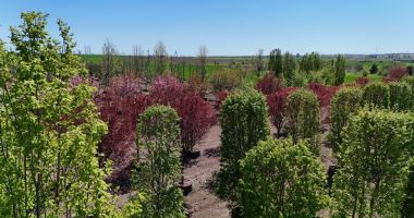 IULIUS a amenajat prima pepinieră dendrologică privată din Dobrogea - 8