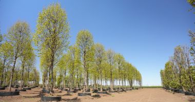 IULIUS a amenajat prima pepinieră dendrologică privată din Dobrogea - 10