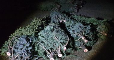 Percheziţii la persoane bănuite de tăiere ilegală de pomi de crăciun - 2