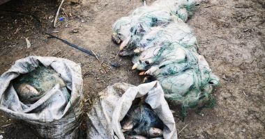 Percheziții la persoane bănuite de tâlhării. Ce surprize au avut polițiștii constănțeni - 3