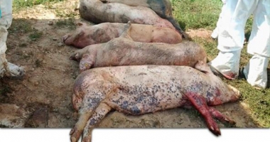Stire din Economie : Pericolul pestei porcine necesită intervenția Guvernului