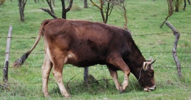 Stire din Economie : Se colectează tot mai puțin lapte - date INS