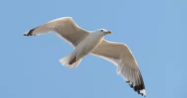 Stire din Actualitate : A decapitat un pescăruș pentru că i-ar fi deranjat copilul! Bărbat condamnat la închisoare