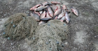 Stire din Eveniment : Peste 400 de kilograme de pește confiscate de polițiștii de frontieră