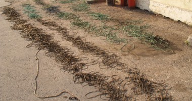 Braconieri în plasa Gărzii de Coastă - 3