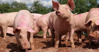 Stire din Social : Alertă sanitară, după ce mai mulţi porci au fost diagnosticaţi cu pestă porcină. Focarul a fost izolat