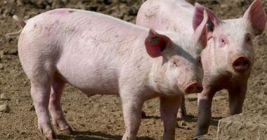 Stire din Eveniment : Focar de pestă porcină africană în România. Mai multe localități au fost plasate în zona de protecție