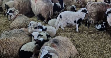 Stire din Social : Pesta micilor rumegătoare bagă administrațiile locale în faliment!