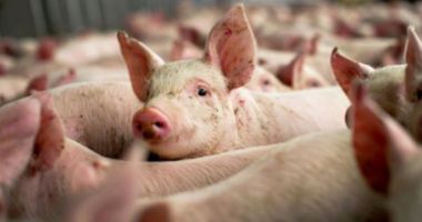 Dezastru pentru ferma de porci Gropeni. Proprietarul trebuie să ucidă 16.000 de animale
