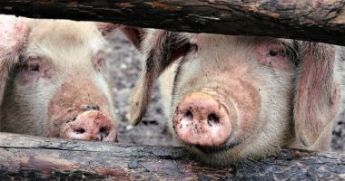 Stire din Social : Încă un focar de pestă porcină, confirmat!