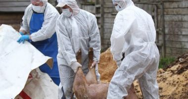 Stire din Social : Pesta porcină, confirmată la TEBU Brăila, cea mai mare fermă din România și a doua din Europa. 140.000 de porci vor fi eutanasiați