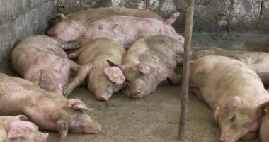 Stire din Social : Restricţii în opt localităţi după ce au fost depistate patru focare de pestă porcină africană