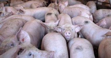 Stire din Actualitate : Focare de pestă porcină africană, active la nivel național