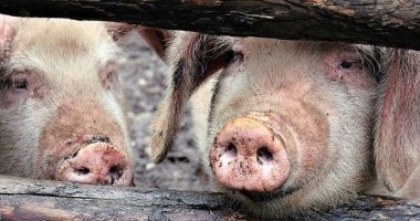 Stire din Eveniment : Virusul pestei porcine africane a fost confirmat în Olt. Numărul total al județelor, 18