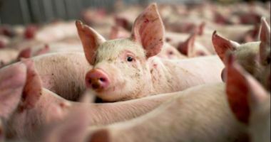 Președinte ANSVSA: Evoluția pestei porcine este explozivă
