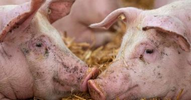 Stire din Social : Cinci focare de pestă africană sunt în evoluţie în gospodării din patru localităţi