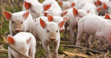 Stire din Actualitate : China a sacrificat 40.000 de porci în prima lună de la primul focar de pestă porcină africană