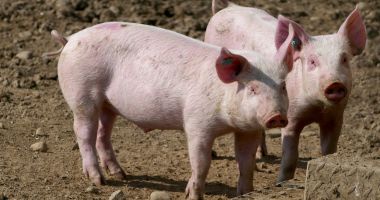 Stire din Social : Autorităţile din România, în alertă! Două focare de pestă porcină, depistate în doar câteva zile