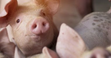 Pesta porcină africană confirmată la o fermă! Vor fi incinerate 39.000 de animale