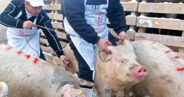 Anunț de ultimă oră de la ANSVSA: Pesta porcină africană, la granițele României
